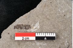 Foto (Detailansicht) von Zostera ungeri Ettingshausen (NHMW-GEO-2024-0188-6657)